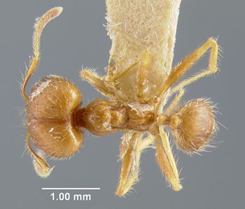 Media type: image;   Entomology 23260 Aspect: habitus dorsal view